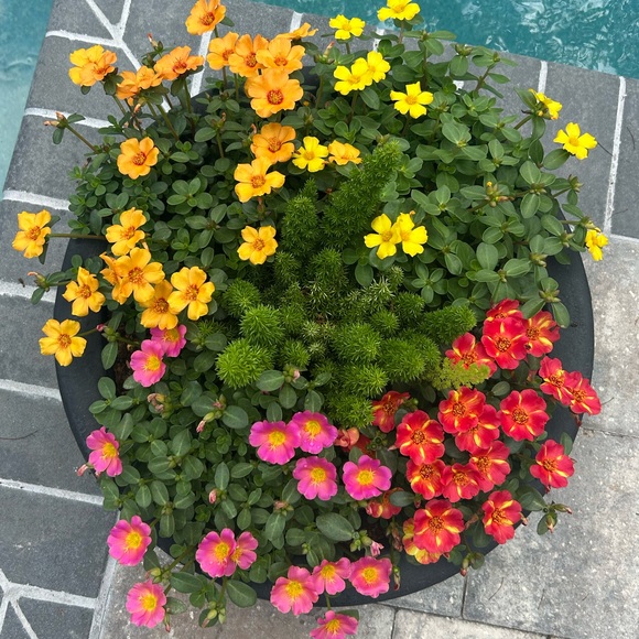 westsmile3